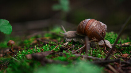 snail on a green leaf