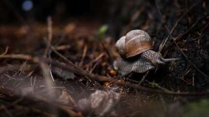 snail on a tree