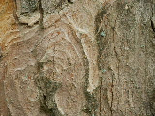 maple tree bark texture your can read the life of this tree, Ahronstamm