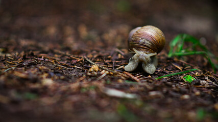 snail on a tree