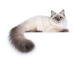 Cute young Neva Masquerade cat kitten, laying down side ways. Looking towards camera with blue eyes...