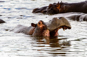 It's Hippopotamus with open mouth in the Moremi Game Reserve (Okavango River Delta), National Park,...