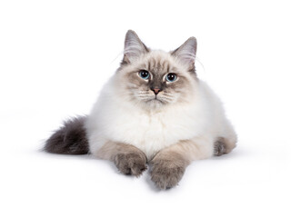 Cute young Neva Masquerade cat kitten, laying down facing front. Looking towards camera with blue eyes. Isolated on white background. Paws over edge.