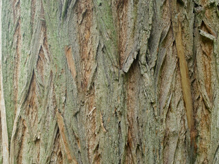 ash tree bark texture or Esche Baumstamm mit Textur