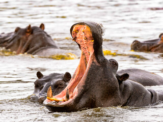 Fototapeta premium It's Hippopotamus with open mouth in the Moremi Game Reserve (Okavango River Delta), National Park, Botswana