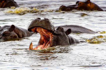 It's Hippopotamus with open mouth in the Moremi Game Reserve (Okavango River Delta), National Park,...