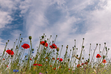 Wild flowers in the field blooming in the spring with a wide palette of red, yellow, purple and blue colors, province Overijssel Netherlands