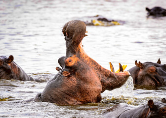 Fototapeta na wymiar It's Hippopotamus with open mouth in the Moremi Game Reserve (Okavango River Delta), National Park, Botswana