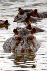 Fototapeta premium It's Hippopotamus, in the Moremi Game Reserve (Okavango River Delta), National Park, Botswana