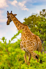 It's Giraffe in the Moremi Game Reserve (Okavango River Delta), National Park, Botswana