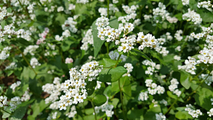 한국 제주도 메밀꽃이 가득한 메밀밭 풍경