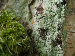 moss on tree bark on a birch trunk with natural mushrooms the natural antibiotic