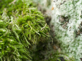 green moss on the tree on a birch trunk 