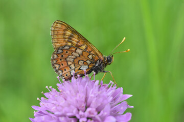 Fototapeta na wymiar Marsh fritillary butterfly Euphydryas aurinia. Beautiful fritillary butterfly on meadow