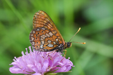 Marsh fritillary butterfly Euphydryas aurinia. Beautiful fritillary butterfly on meadow