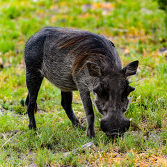It's Wild boar eats grass in the Moremi Game Reserve (Okavango River Delta), National Park, Botswana