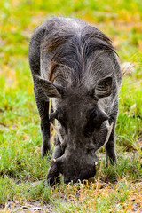 It's Wild boar eats grass in the Moremi Game Reserve (Okavango River Delta), National Park, Botswana