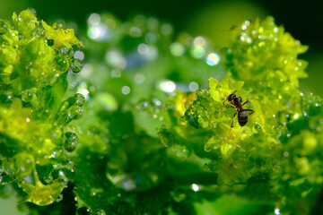 Ameise nach dem Regen