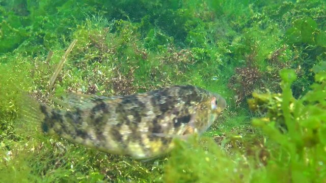 Fishes of the Black Sea. Large male fish Grey wrasse (Sympodus cinereus) guards eggs on a nest built from algae