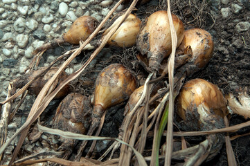 bulbs of an old flower