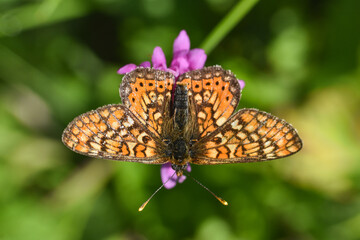 Marsh fritillary butterfly Euphydryas aurinia. Beautiful fritillary butterfly on meadow