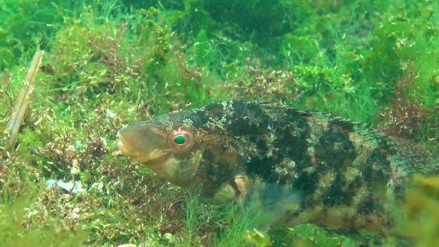 Fishes of the Black Sea. Large male fish Grey wrasse (Sympodus cinereus) guards eggs on a nest built from algae