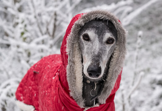 Windhund im Winter