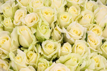 A lots of natural amazing white roses for background