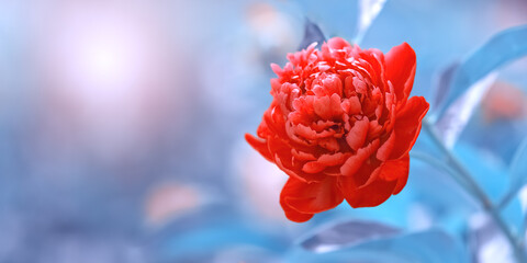 Red peony on a blue background in the sunlight, beautiful abstract nature, border. Floral art background. Selective focus. © Yulia