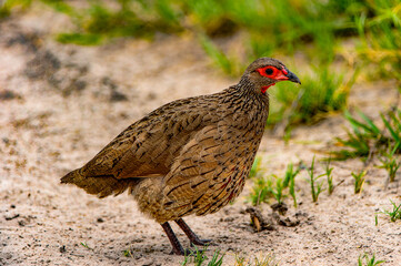 It's Bird at the Moremi Game Reserve (Okavango River Delta), National Park, Botswana