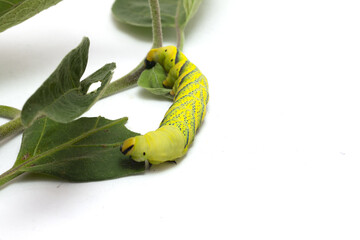 green caterpillar of the butterfly moth with green leaves © fiore26