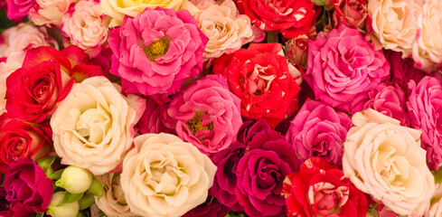 A lots of natural amazing pink roses for background