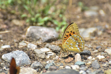 High brown fritillary butterfly, Fabriciana adippe. Beautiful large and brightly colored butterfly
