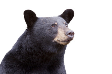 portrait of a bear