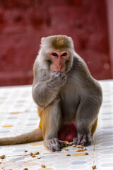 It's Burmese monkey in Myanmar