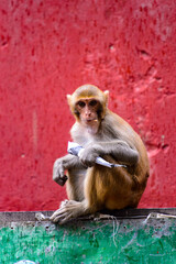 It's Burmese monkey in Myanmar