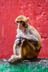 It's Burmese monkey in Myanmar
