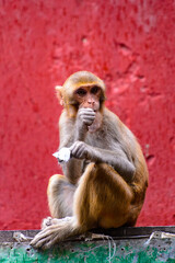 Naklejka premium It's Burmese monkey in Myanmar
