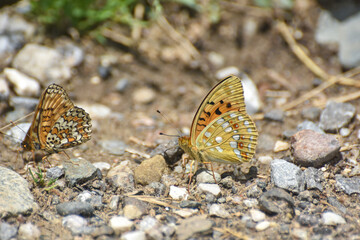 Fototapeta na wymiar High brown fritillary butterfly, Fabriciana adippe. Beautiful large and brightly colored butterfly 