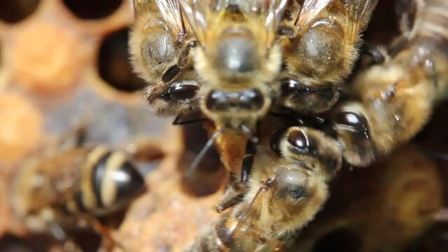 Young queen bee comes out of cocoon. Bees help Queen Bee to get out of cocoon