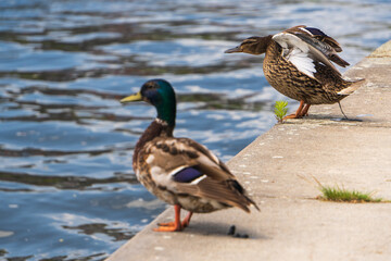 Two ducks or drakes seen next to concrete Bank near the water. Male and female.
