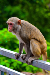 It's Burmese monkey in Myanmar