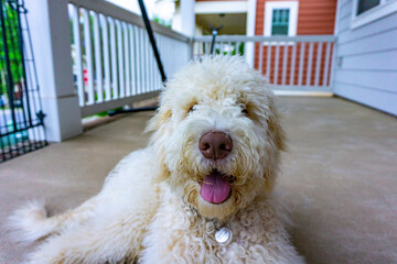 Golden Doodle on porch