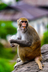 Obraz premium It's Burmese monkey in Myanmar