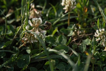 bee on a flower
