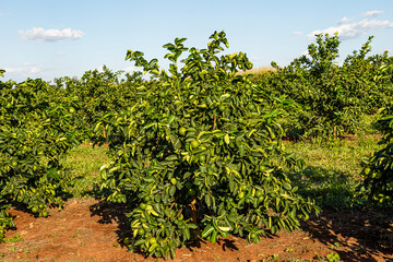 Fototapeta na wymiar .Lemon plantation. Lemon production farm.