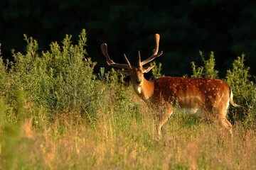 Fallow deer stag with growing antlers covered in velvet at sunrise. Dama dama.
