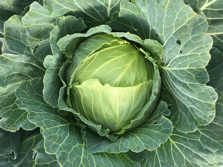 Cabbage head growing on vegetable bed