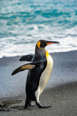 Portrait of a penguin on the South Pole