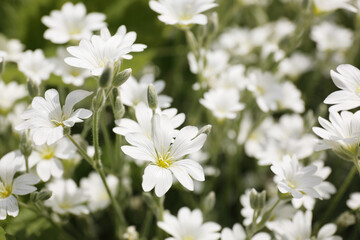 Closeup view of beautiful white meadowfoam field